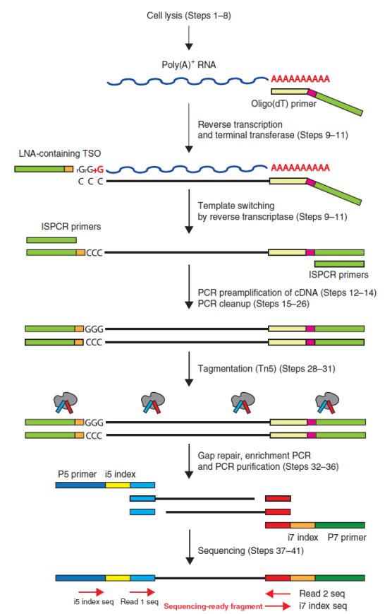 AG贵宾厅单细胞 RNA 测序服务 SMART-seq2 技术原理