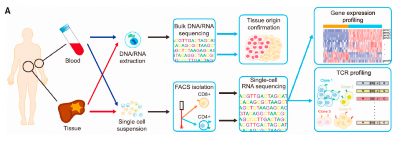 单细胞 RNA 测序应用：肿瘤微环境