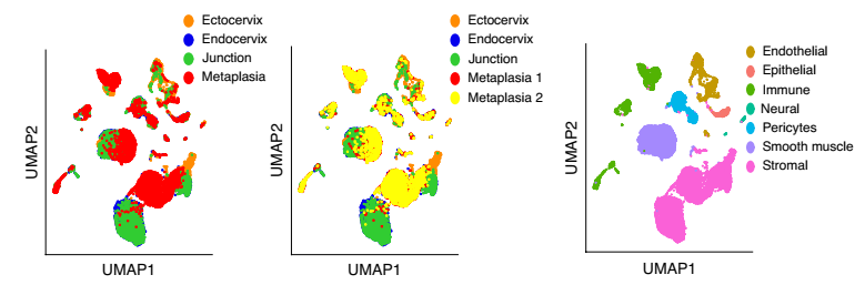 健康小鼠宫颈外，宫颈内，过渡区和 VA 缺乏引起的鳞状化生的 scRNA-seq