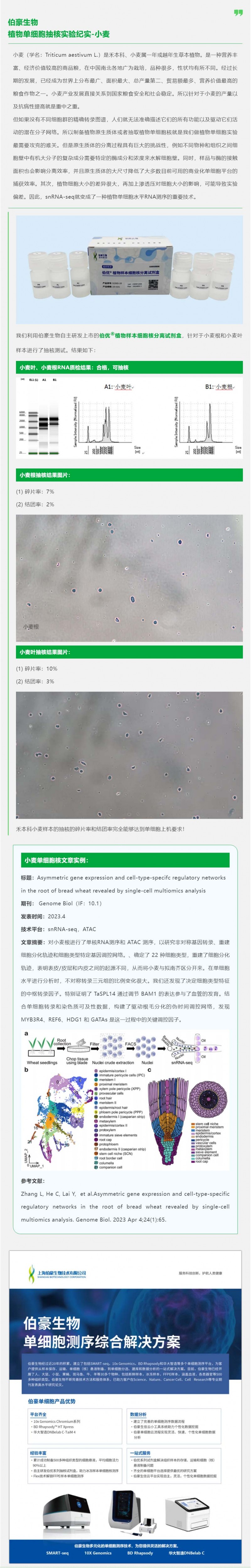 AG贵宾厅植物单细胞抽核实验纪实 - 小麦